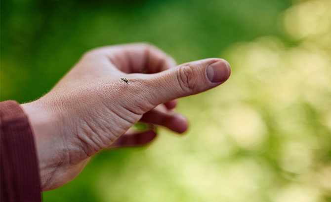 les bons reflexes face à une piqûre d'insecte